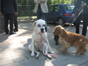 DOG PARK (click to enlarge) DOG PARK (click to enlarge)